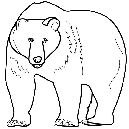 Desene cu ursi de colorat